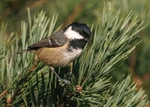 Coal Tit