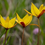 Wild Tulips (Tulipa sylvestris) growing above  the Piano Grande