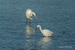 Great White Egret & Little Egret - 4 of 6