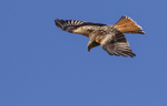 Red Kite