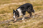 Coledale-1120