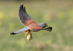 Kestrel
