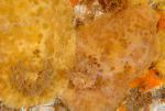 Archidoris pseudoargus