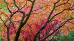 Autumn 7 Queenswood Oct Acers  Maples4831