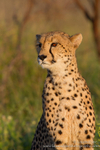 Cheetah early morning