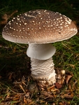 Grey Spotted Amanita