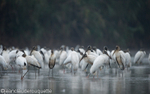 Wood Storks