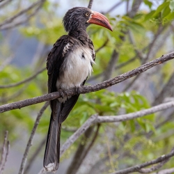Bird Crowned Hornbill