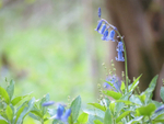 Lonely Bluebell