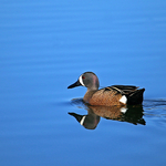 Blue-winged Teal (male)