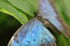 Blue Morpho