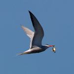 Common Tern in flight with a fish at Otmoor