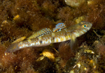 Pomatoschistus pictus