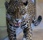 Jaguar close-up