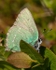 Green Hairstreak (03)