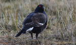 Black Grouse