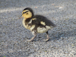 Duckling