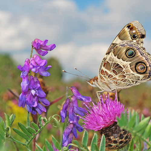 Another view of the colorful American Lady species. Feeding on Black Knapweed and with a Tufted Vetch flower to it's…
