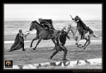 equiscot 8775