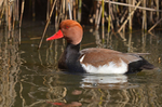 Red-crested Pochard