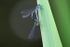Insects _ AN 017