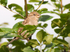 House Sparrow