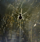 spider, sunlit web, Parc yr Ocar