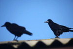 Rooks on a roof in Bristol_0023