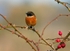 Stonechat