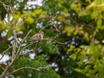 Turtle Dove