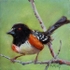 Towhee