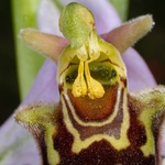 Bee Orchid (Ophrys apifera) an insect mimic and the only one of the genus that is self-pollinated.