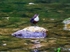Dipper on stone