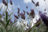 Lavender 1