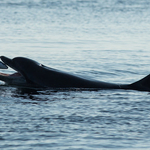 Bottlenose Dolphin