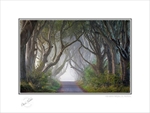 2014-172C The Dark Hedges Co Antrim