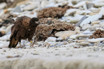 Striated Caracara (yellow M58 ring), Carcass Settlement, Falklands
