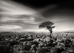 Prevailing Winds