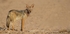Black backed Jackal