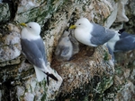 Kittiwakes