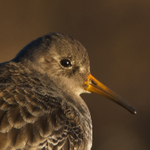 Purple Sandpiper close-up