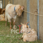 West Show_2014-5