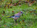 Jay