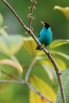 Male Green Honeycreeper, Osa Peninsula, Costa Rica