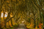Dark Hedges, Northern Ireland.