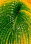 JamesGarden2310-14