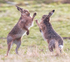 BOXING HARES