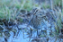 Wilson's Snipe, Bosque del Apache, New Mexico