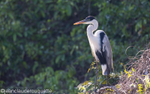Cocoi Heron