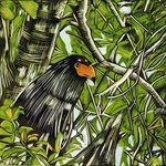 Bateleur Eagle, Masai Mara, Kenya